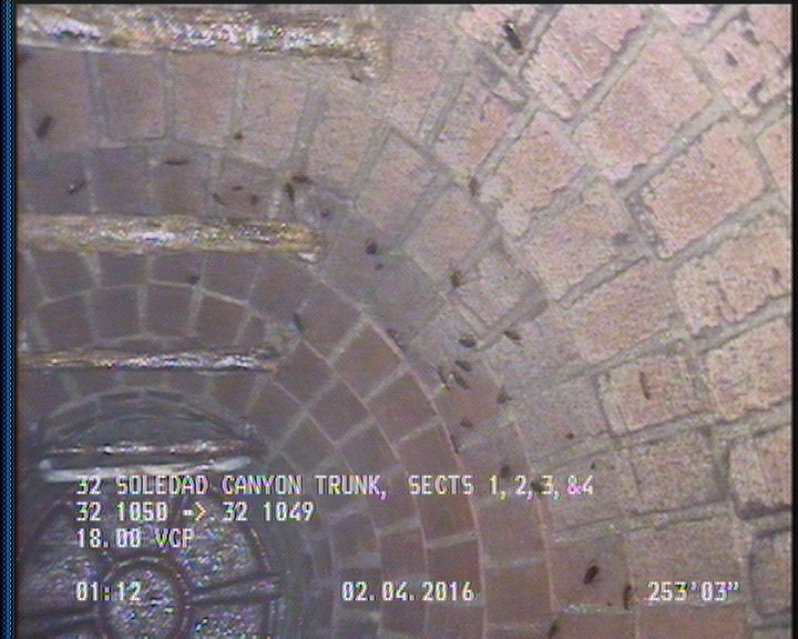 General Observation - COCKROACHES IN MANHOLE