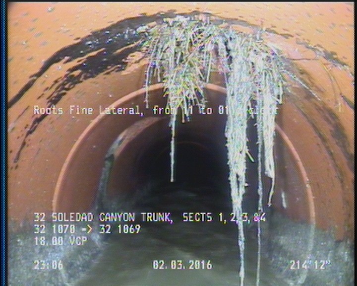 Roots Fine Lateral, from 11 to 01 o'clock