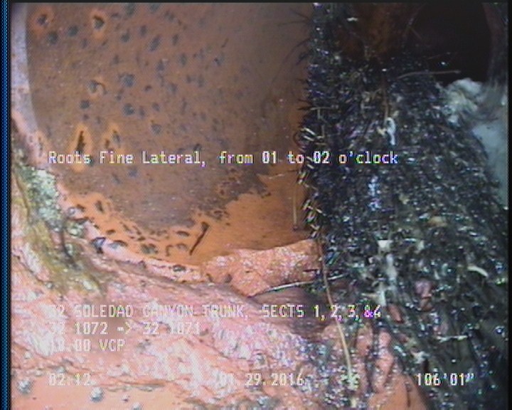 Roots Fine Lateral, from 01 to 02 o'clock