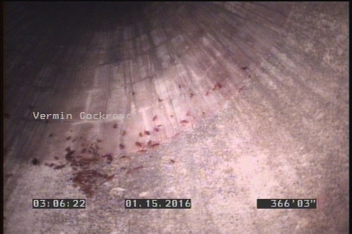 Vermin Cockroach