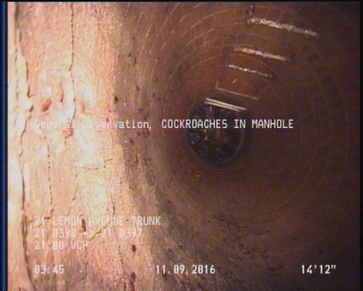 General Observation - COCKROACHES IN MANHOLE