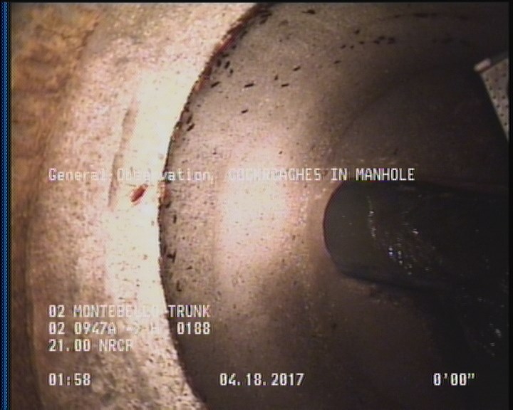 General Observation - COCKROACHES IN MANHOLE