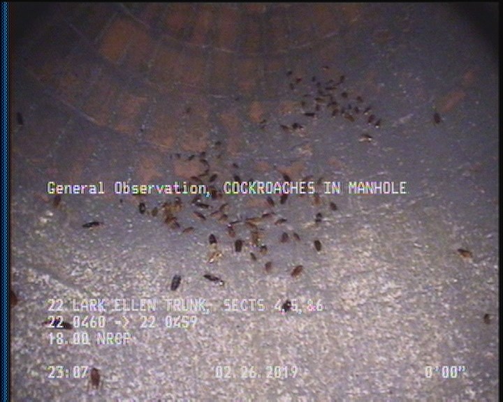 General Observation - COCKROACHES IN MANHOLE