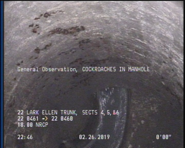 General Observation - COCKROACHES IN MANHOLE