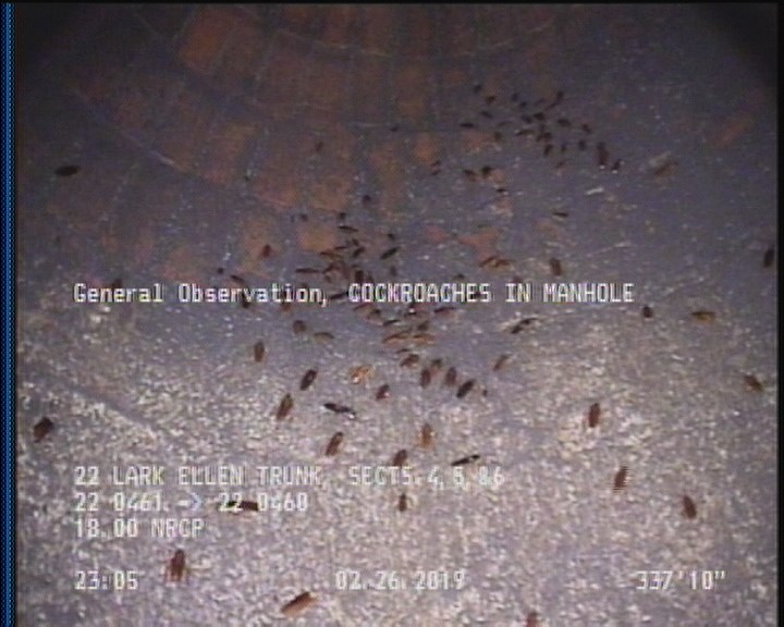 General Observation - COCKROACHES IN MANHOLE