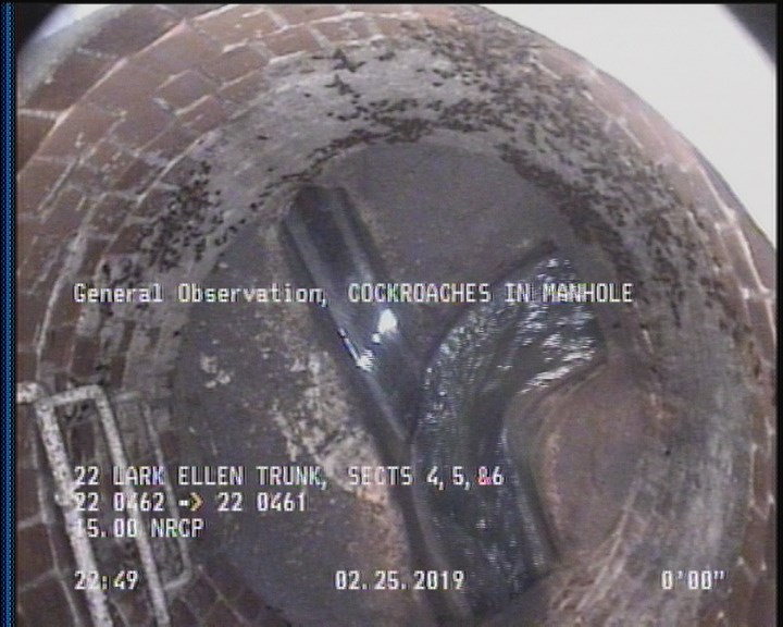 General Observation - COCKROACHES IN MANHOLE