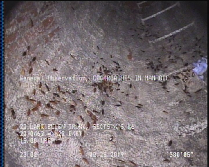 General Observation - COCKROACHES IN MANHOLE