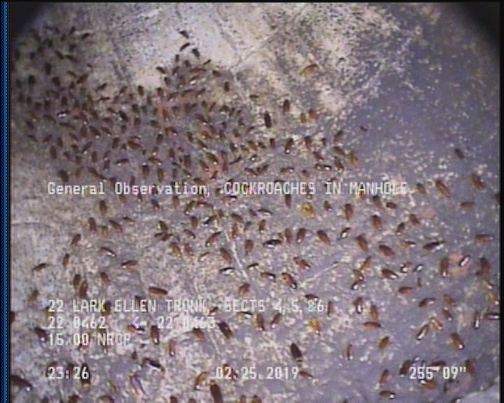 General Observation - COCKROACHES IN MANHOLE