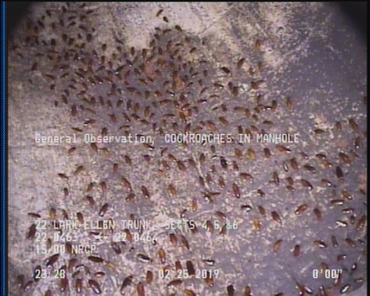General Observation - COCKROACHES IN MANHOLE