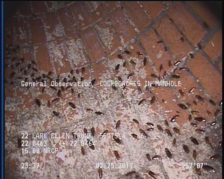 General Observation - COCKROACHES IN MANHOLE