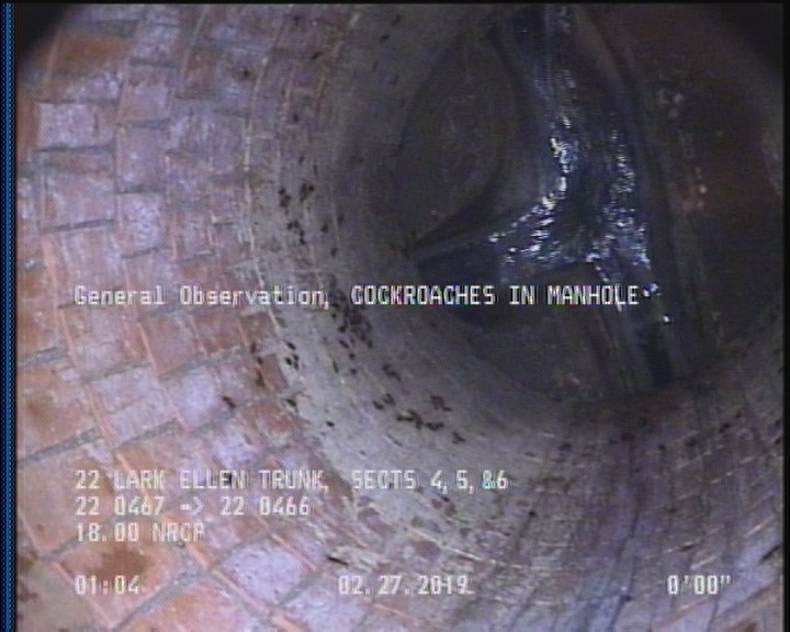General Observation - COCKROACHES IN MANHOLE