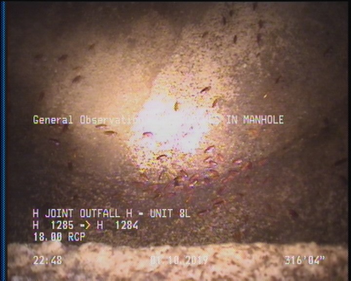 General Observation - COCKROACHES IN MANHOLE