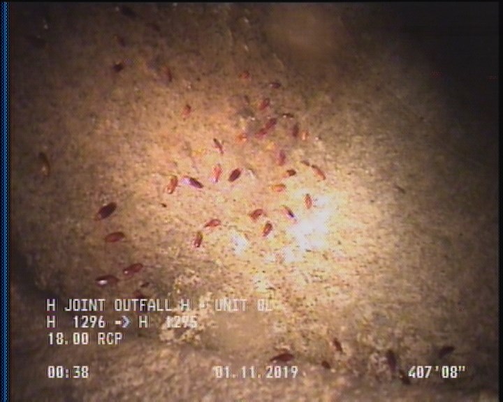 General Observation - COCKROACHES IN MANHOLE