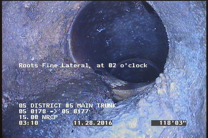 Roots Fine Lateral, at 02 o'clock