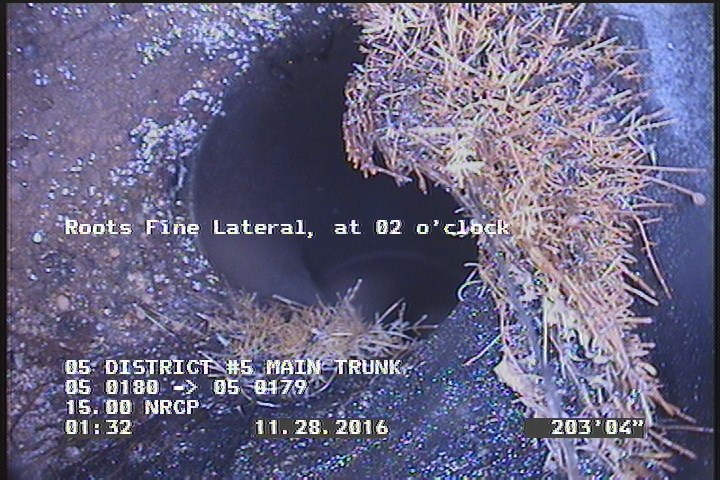 Roots Fine Lateral, at 02 o'clock