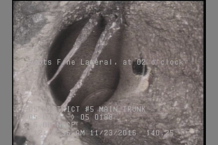 Roots Fine Lateral, at 02 o'clock