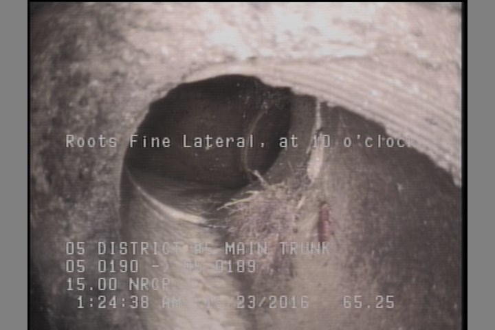 Roots Fine Lateral, at 10 o'clock