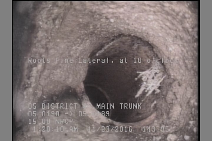Roots Fine Lateral, at 10 o'clock