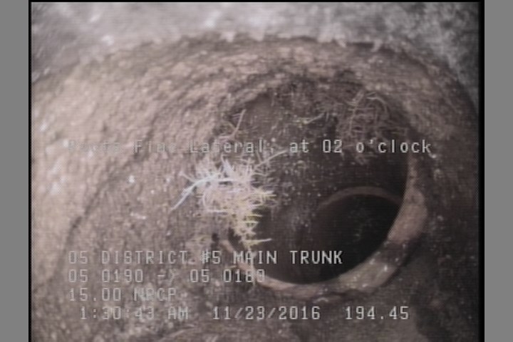 Roots Fine Lateral, at 02 o'clock
