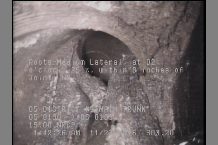 Roots Medium Lateral, at 02 o'clock, 25 %, within 8 inches of joint: NO