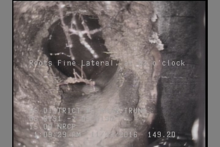 Roots Fine Lateral, at 02 o'clock