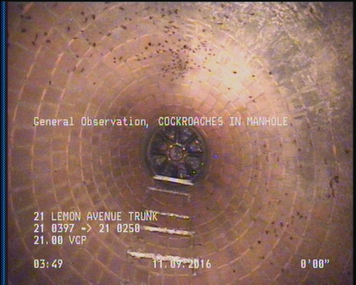 General Observation - COCKROACHES IN MANHOLE