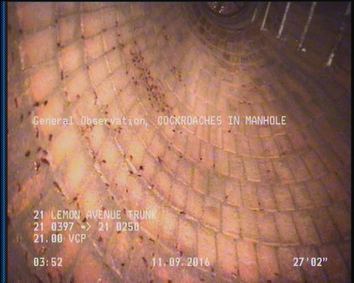 General Observation - COCKROACHES IN MANHOLE