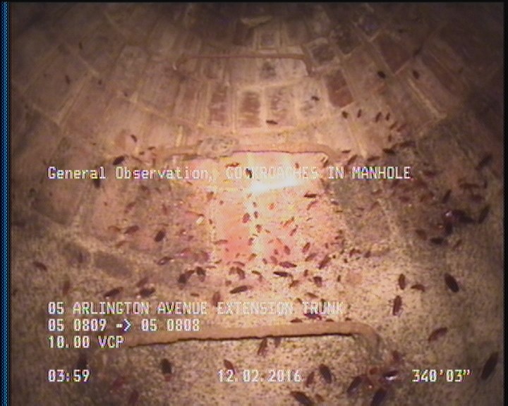 General Observation - COCKROACHES IN MANHOLE