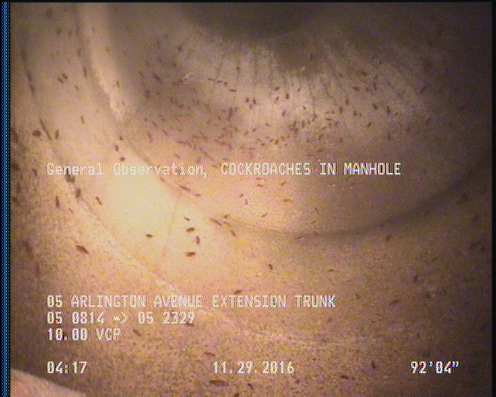 General Observation - COCKROACHES IN MANHOLE