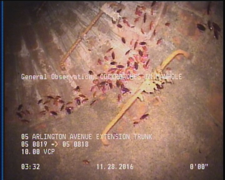 General Observation - COCKROACHES IN MANHOLE