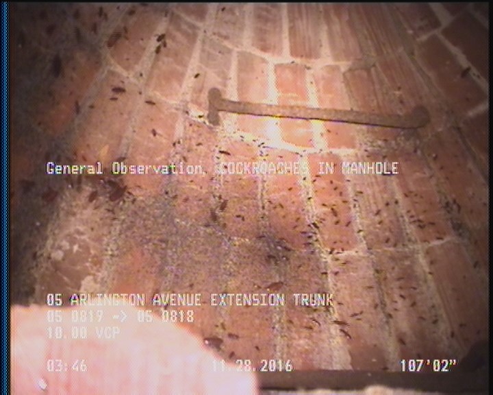General Observation - COCKROACHES IN MANHOLE