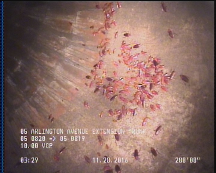 General Observation - COCKROACHES IN MANHOLE