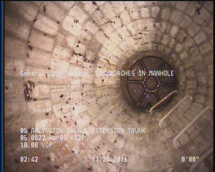 General Observation - COCKROACHES IN MANHOLE