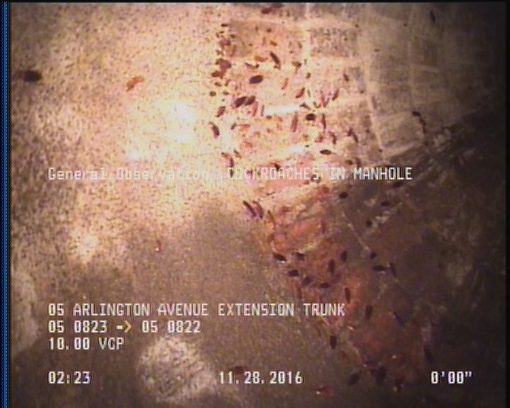 General Observation - COCKROACHES IN MANHOLE
