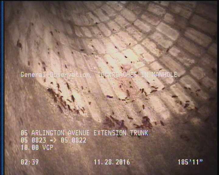 General Observation - COCKROACHES IN MANHOLE
