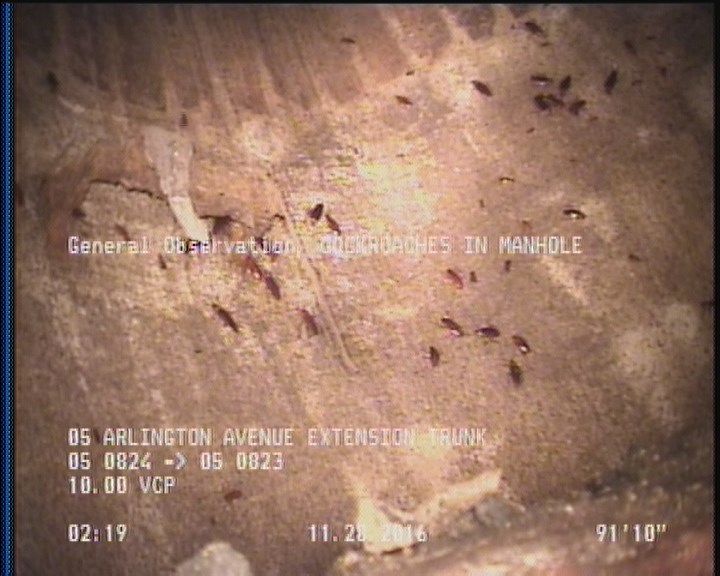 General Observation - COCKROACHES IN MANHOLE