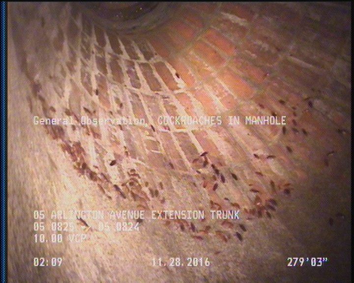 General Observation - COCKROACHES IN MANHOLE