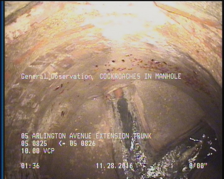 General Observation - COCKROACHES IN MANHOLE