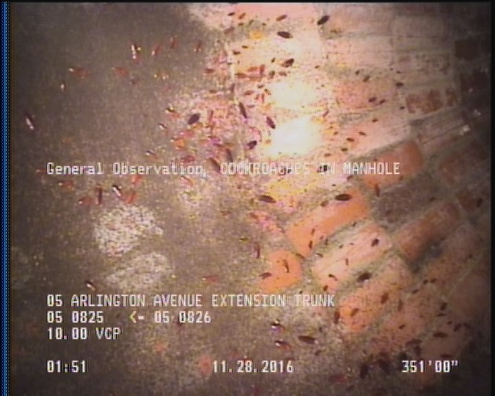 General Observation - COCKROACHES IN MANHOLE