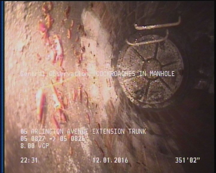 General Observation - COCKROACHES IN MANHOLE