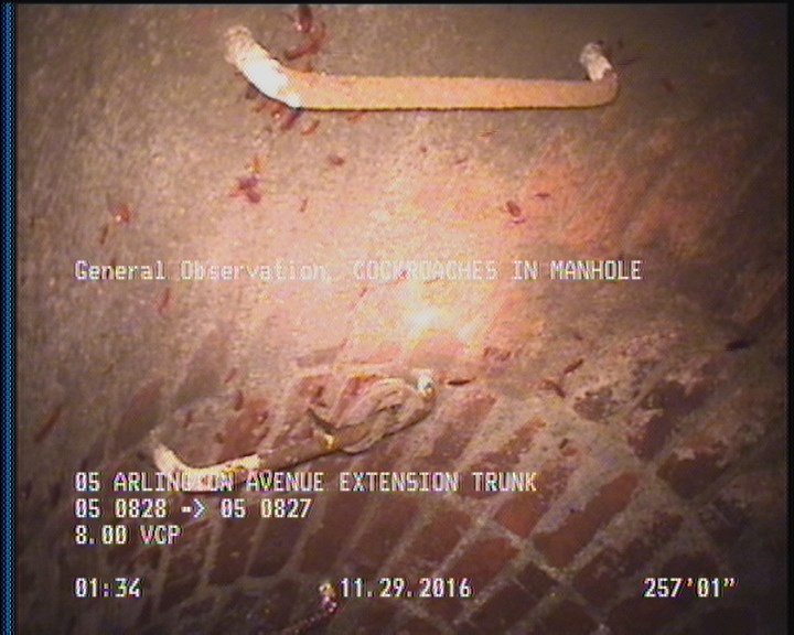 General Observation - COCKROACHES IN MANHOLE