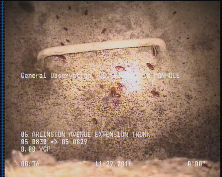 General Observation - COCKROACHES IN MANHOLE