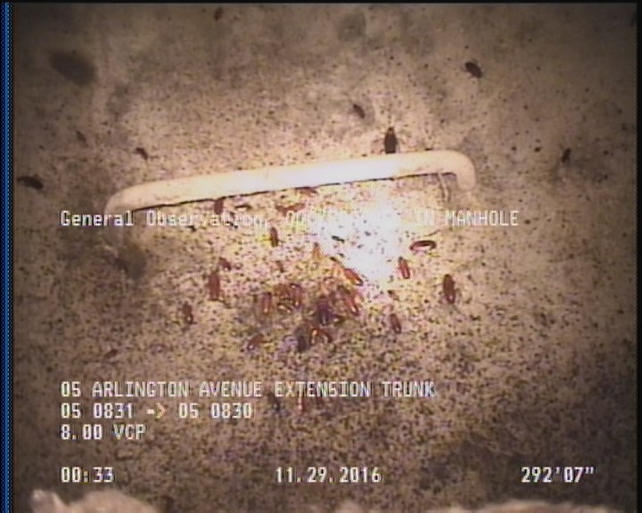 General Observation - COCKROACHES IN MANHOLE