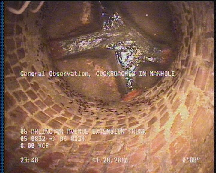 General Observation - COCKROACHES IN MANHOLE