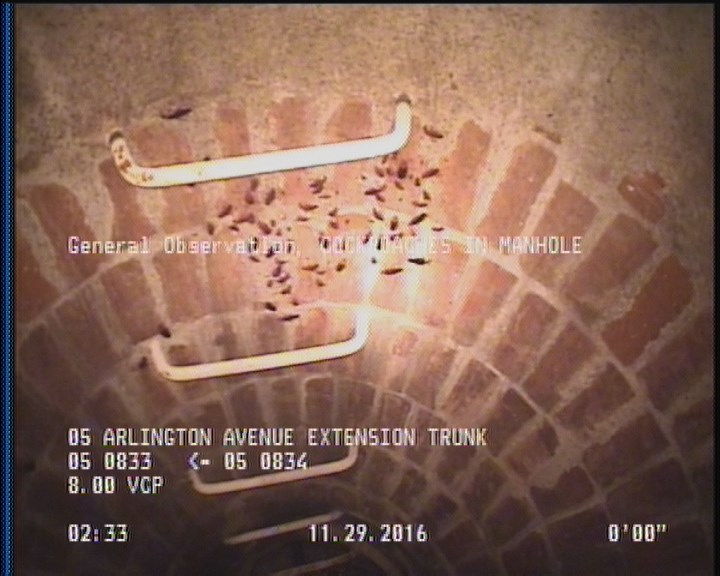 General Observation - COCKROACHES IN MANHOLE