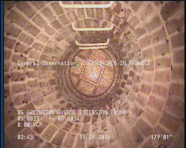 General Observation - COCKROACHES IN MANHOLE