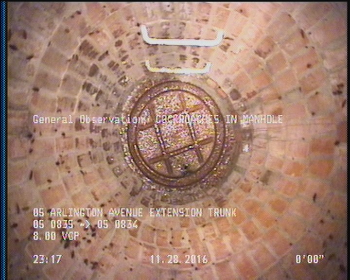 General Observation - COCKROACHES IN MANHOLE