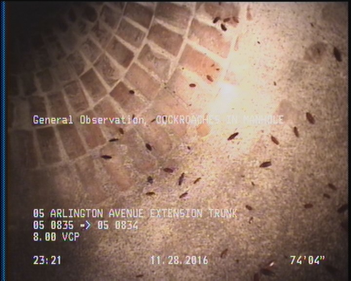 General Observation - COCKROACHES IN MANHOLE