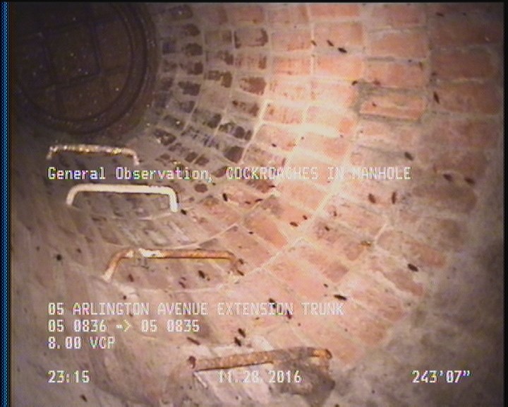 General Observation - COCKROACHES IN MANHOLE