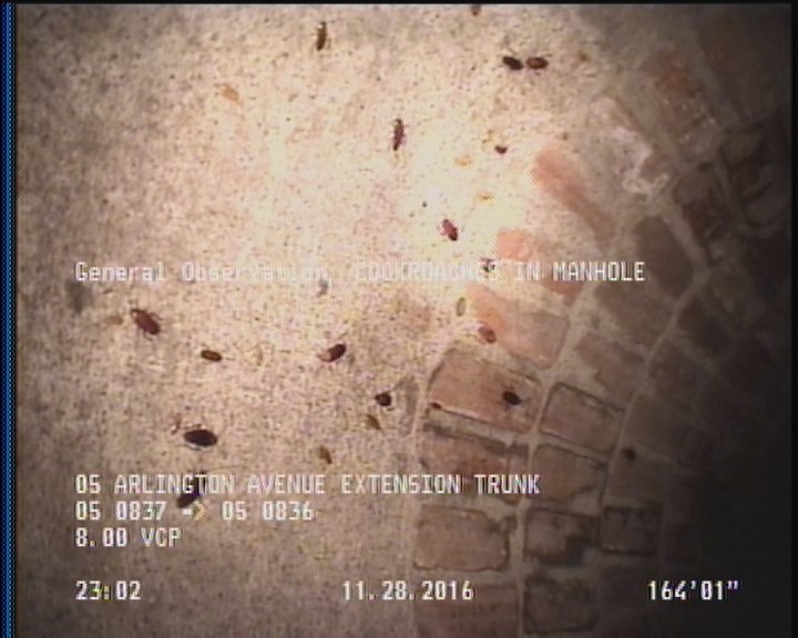General Observation - COCKROACHES IN MANHOLE